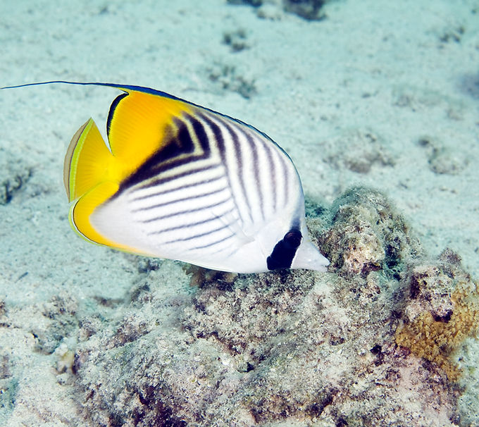 Yellow Butterflyfish