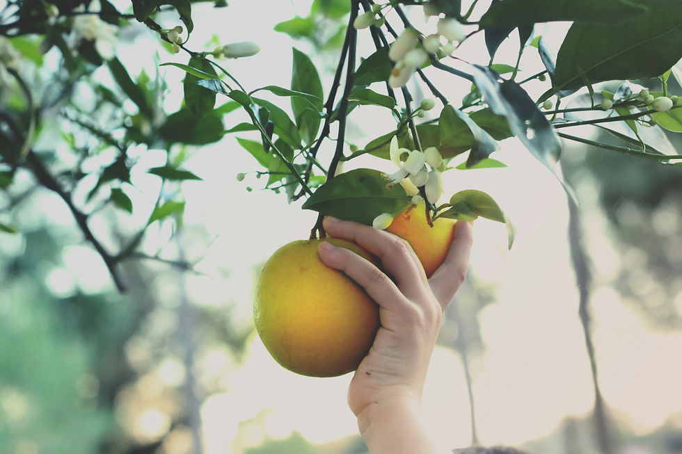 a hand pulling an orange out of a tree.