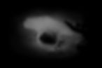 Hammer_Photography_Header_BW_2.jpg