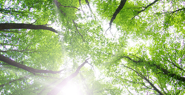 Forest Trees_edited.jpg