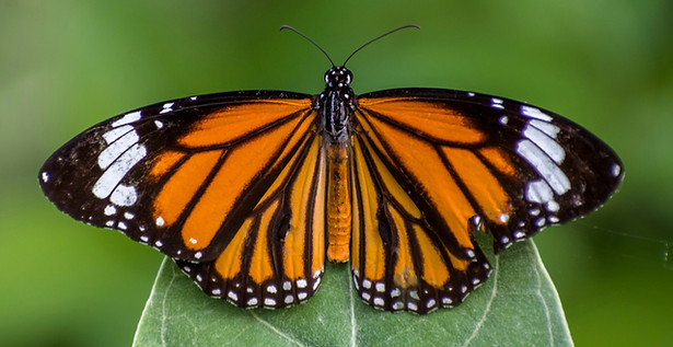 sonika-agarwal-WBPcT5DC8wo-unsplash_edit