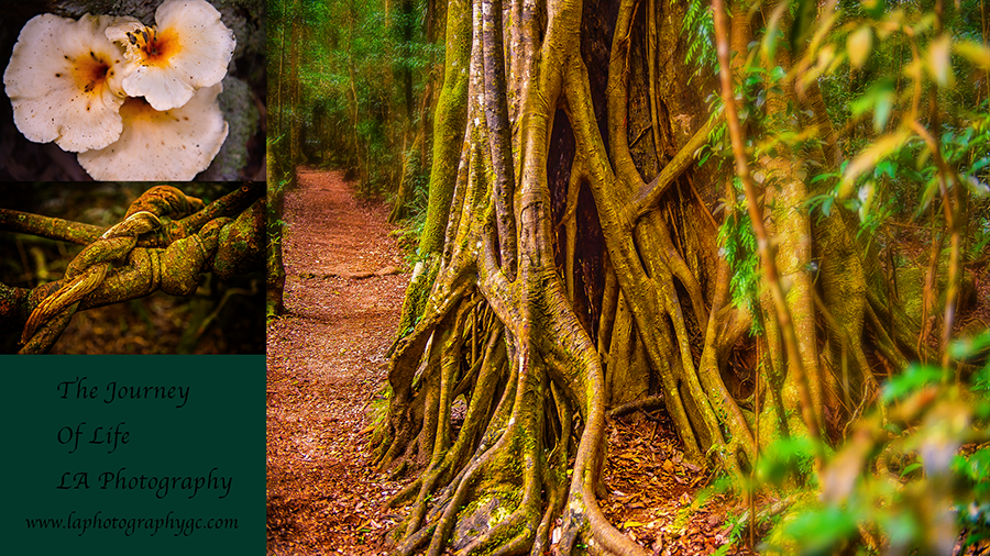Lamington National Park