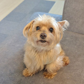 緑区のふうたくん 緑区のペットシッターBowwowばうわう