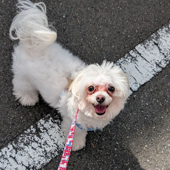 緑区のリラくん　緑区のペットシッターＢｏｗｗｏｗばうわう