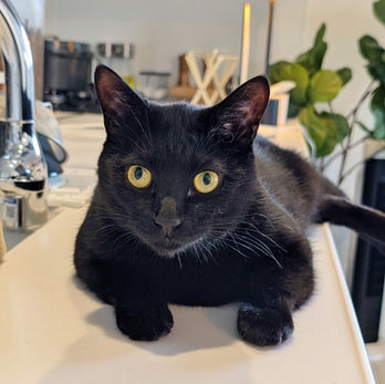 緑区のヤマトくん 緑区のペットシッターBowwowばうわう