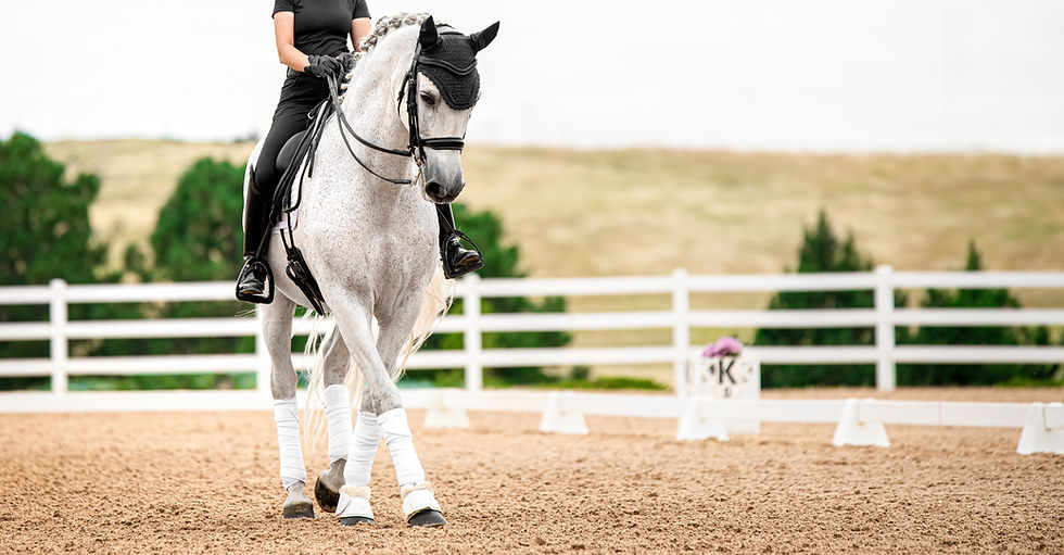 Reiter und Pferd in harmonischer Bewegung, Ausbildung nach biomechanischen Grundsätzen zur Förderung von Balance, Losgelassenheit und gesunder Entwicklung