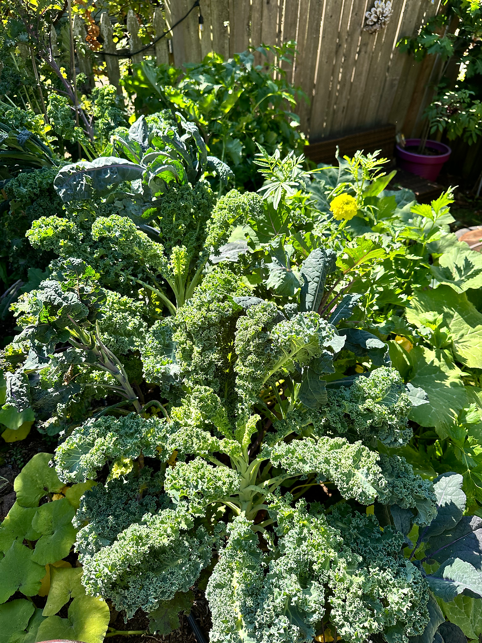 A raised bed with fall greens (like kale, lettuce, and spinach) growing