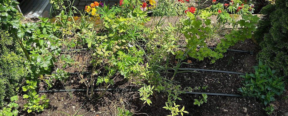 A backyard berry patch with blueberries, gooseberries, and red currants growing together in a PNW kitchen garden.