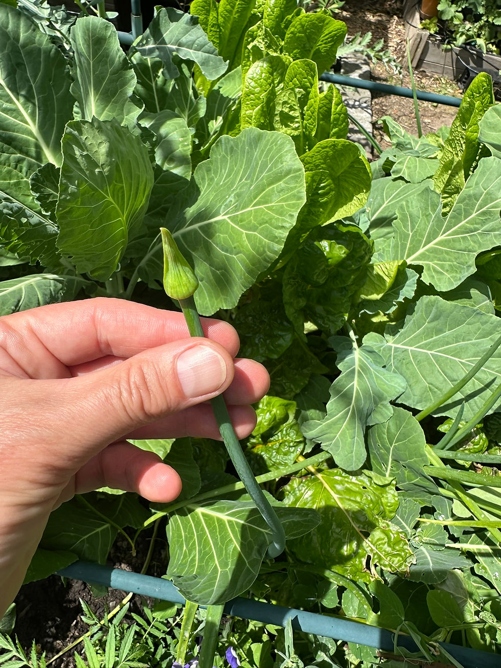 A hand holding up an allium flower stalk topped with a pointed bud in front of collard greens.