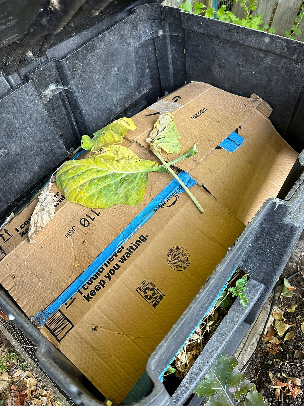An open backyard compost bin with the lid lifted, holding spent garden plants and leaves part way broken down.