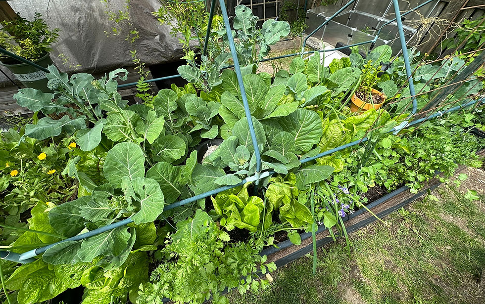 A full raised garden bed in Seattle with several vegetable crops growing closely together.