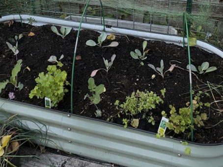 An oval sage-green metal raised bed of freshly planted dark soil with young cabbages, parsley and chives, green hoops over it and a wire trellis against a wooden fence.