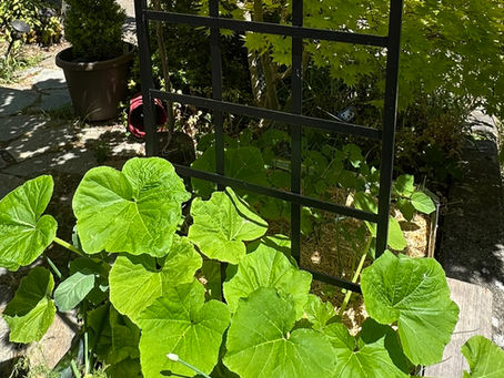 Large squash plant with broad green leaves growing at the base of a tall black grid trellis.