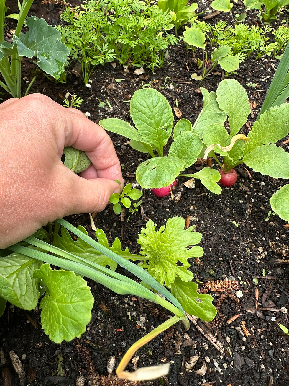 Hand pulling a small chickweed seedling from a raised bed with red radishes, carrot tops, and onions visible, PNW kitchen garden in April.