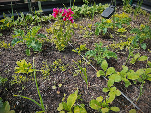 Raised bed kitchen garden in late April with kale, garlic shoots, carrot tops, lettuce starts, and a flowering pink snapdragon, drip irrigation visible, PNW Seattle Zone 9a.