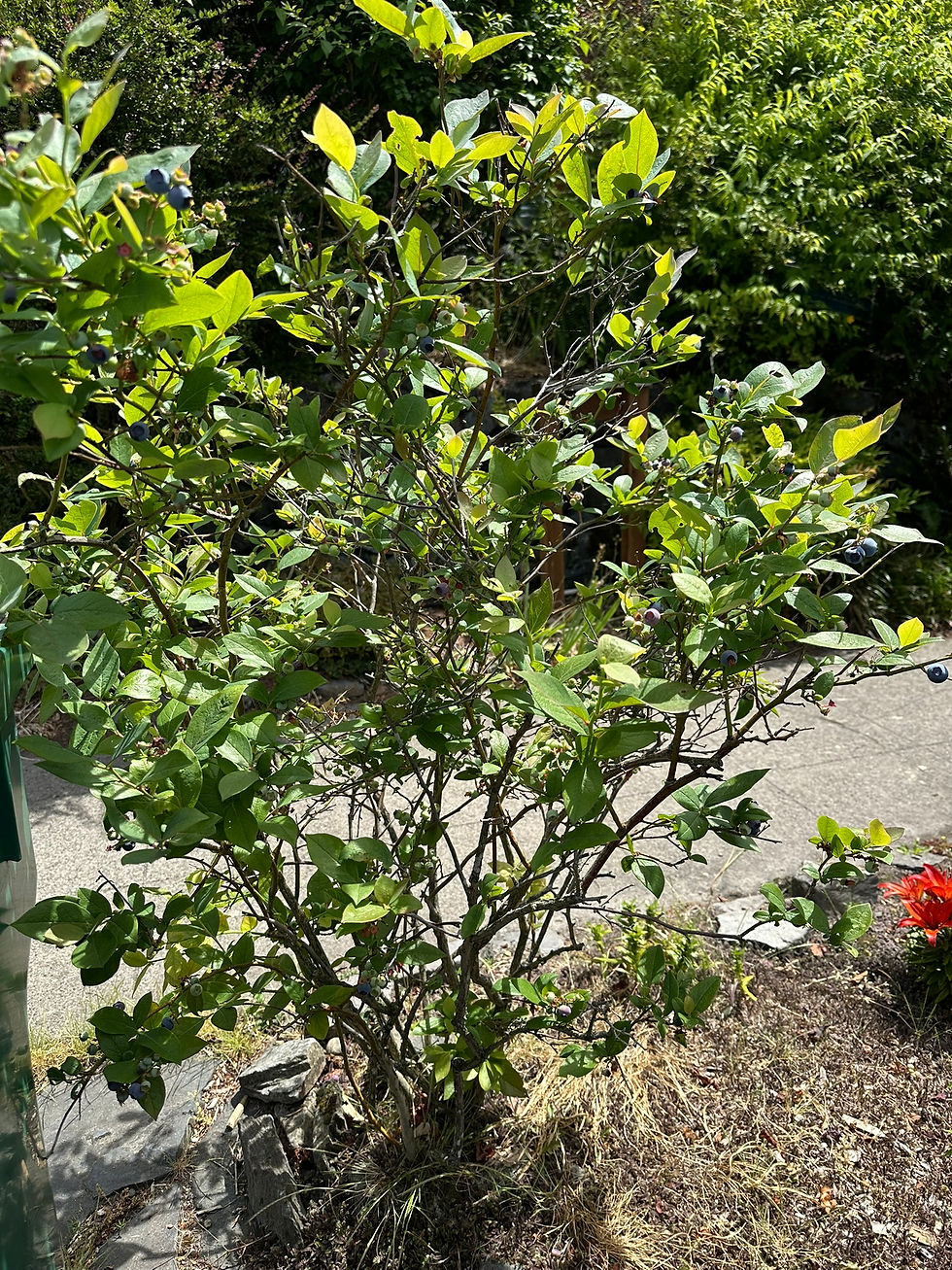 A large Highbush blueberry bush by a sidewalk covered in ripe blue berries in a Seattle neighborhood garden.
