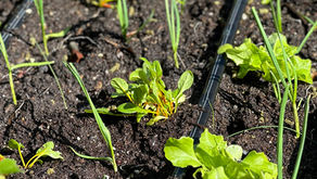 Young lettuce, spinach, and onion seedlings growing in rows in a raised bed with drip irrigation lines, photographed in early spring in a kitchen garden.