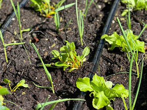 Young lettuce, spinach, and onion seedlings growing in rows in a raised bed with drip irrigation lines, photographed in early spring in a kitchen garden.
