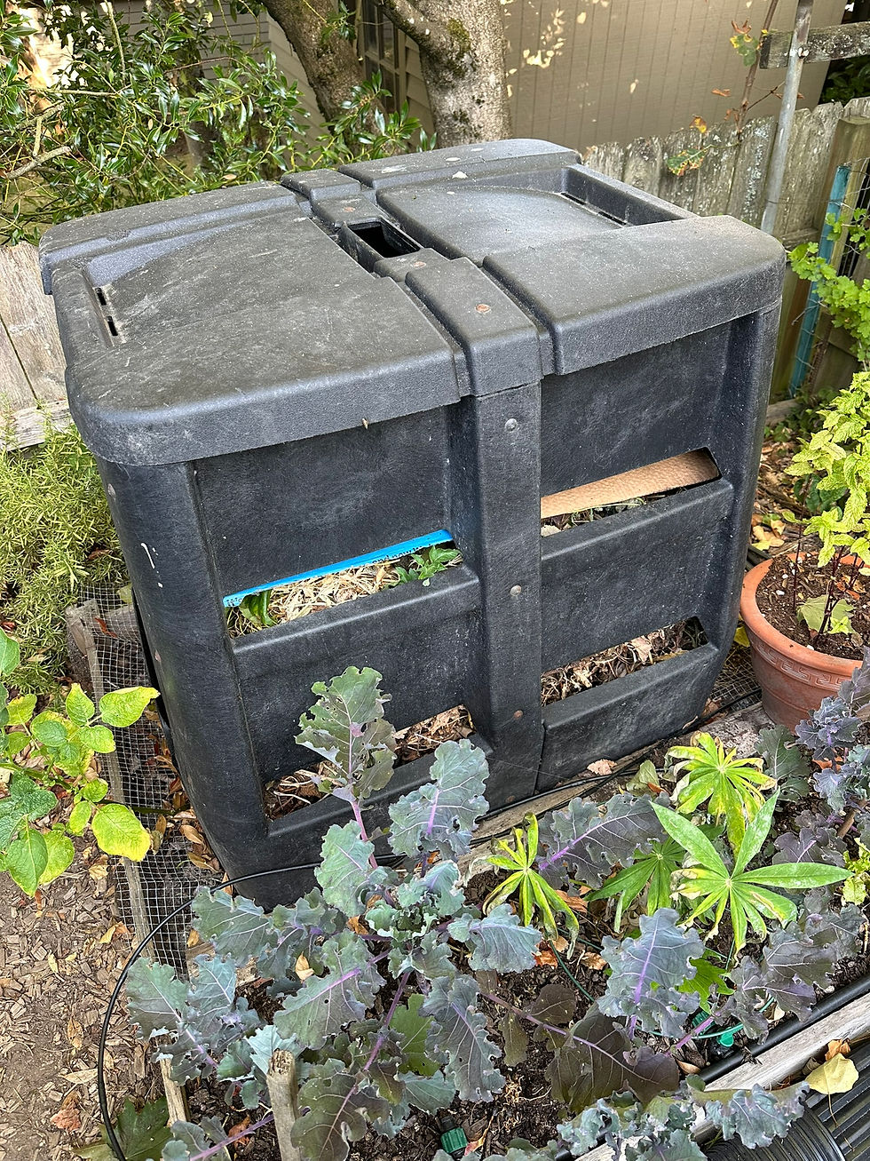 An open compost bin holding partly broken down garden material, spent plants and leaves.
