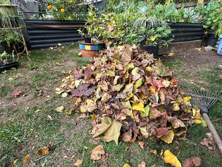 A pile of fallen maple and cherry leaves on a tarp beside a raised vegetable bed in a Seattle garden in October.