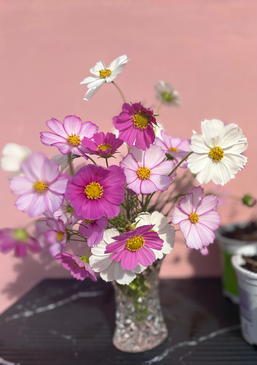 Vase of colorful cosmos flowers with pink background, The Wildest Bloom Sutherland Shire.