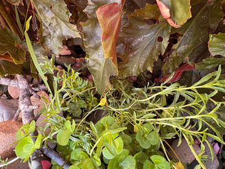 Creating a Micro Wetland