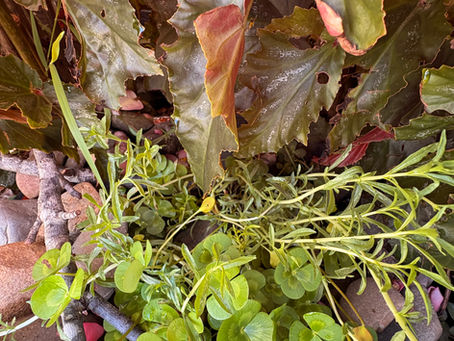 Creating a Micro Wetland