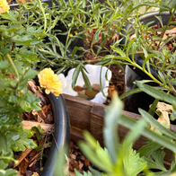 A frog sanctuary set up using a white dish and river stones hidden behind yellow flowers in bloom, lush greenery visible, thriving in the garden environment.