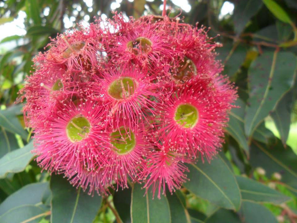 Eucalypt in flower