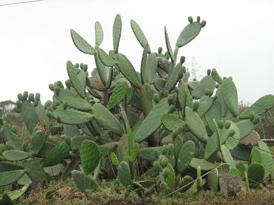 Prickly pear / tungi..