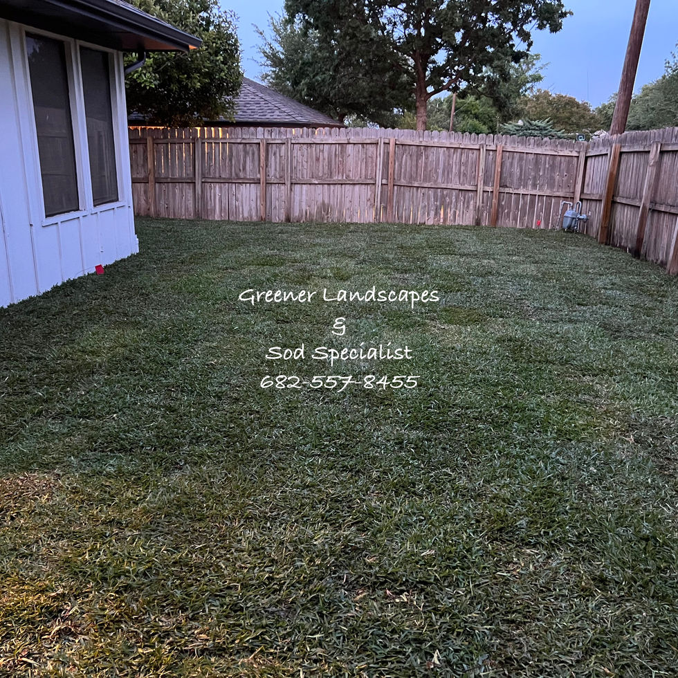 fresh installed sod