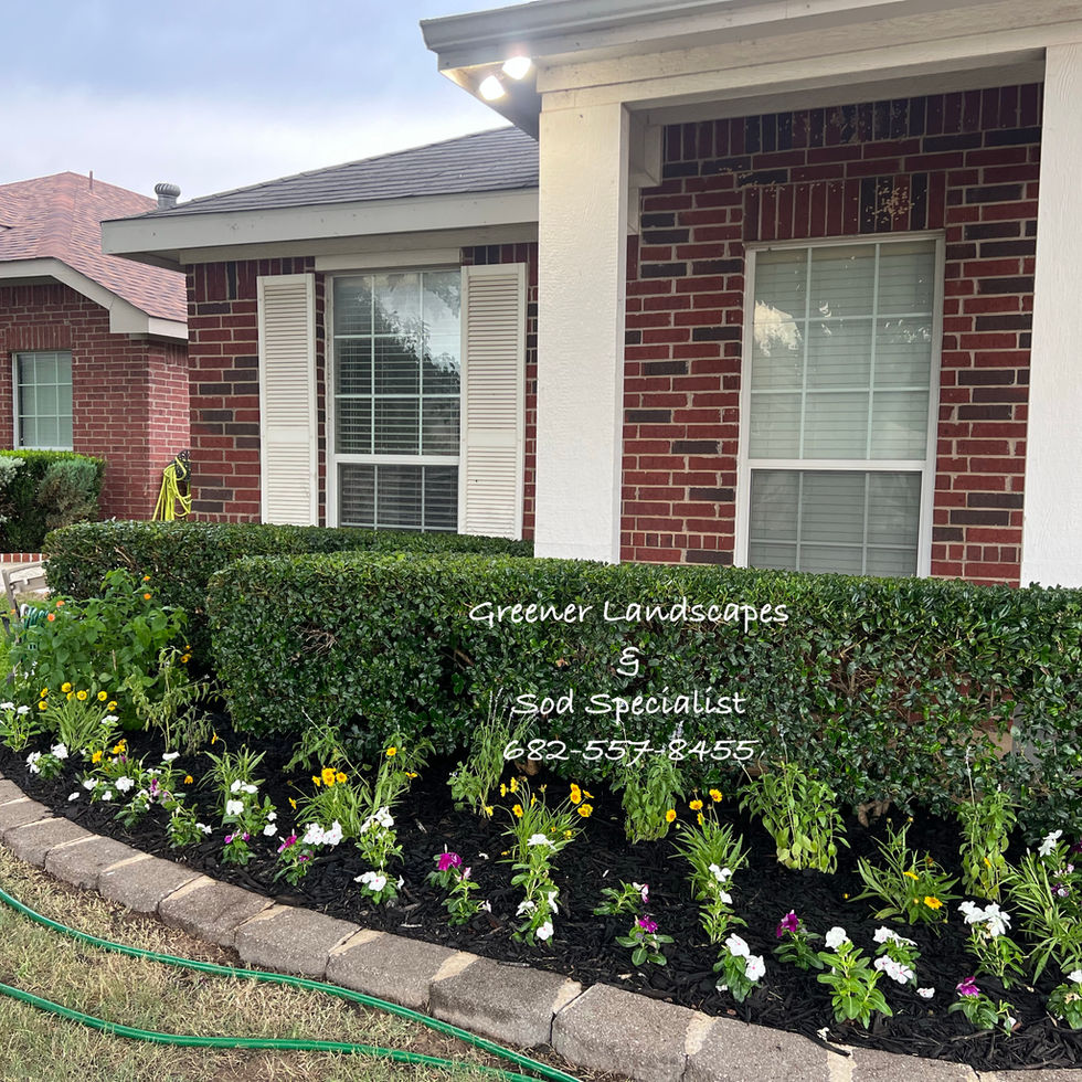 flower bed with trimmed bushes, new mulch, stone border flower bed