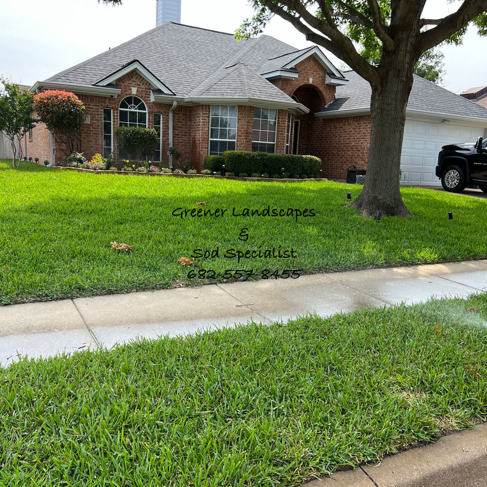 fresh sod installed after grading, and rich top soil