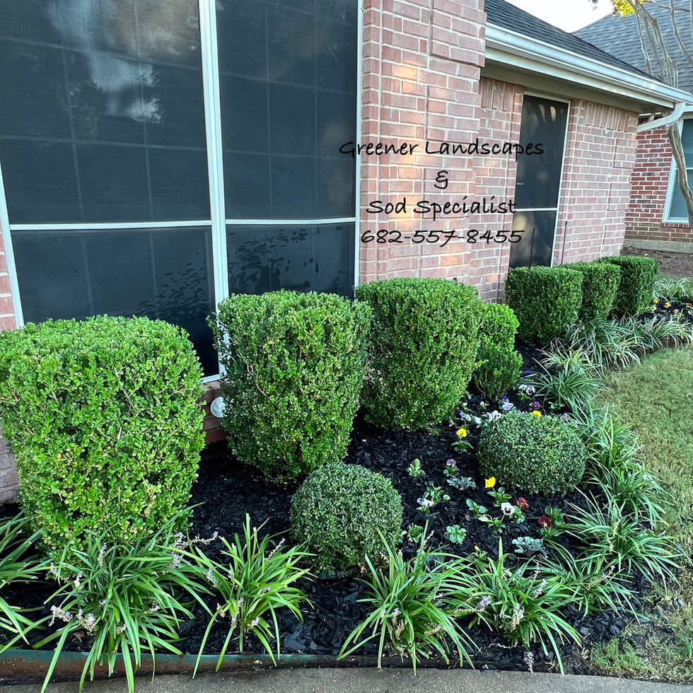flower bed, trimmed bushes