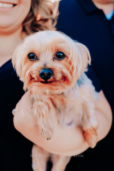 sioux city  pet photographer, sioux city photographer, sioux city   pet  photography, omaha   pet photographer, iowa  pet  photographer, nebraska   pet  photographer, south dakota  pet photographer, yankton   pet  photographer, sioux falls  pet photographer