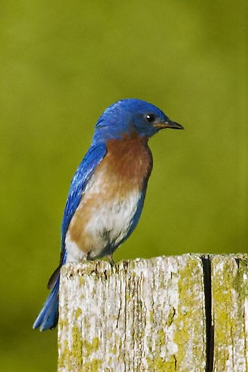 Eastern Bluebird (Crosswinds Marsh).jpg