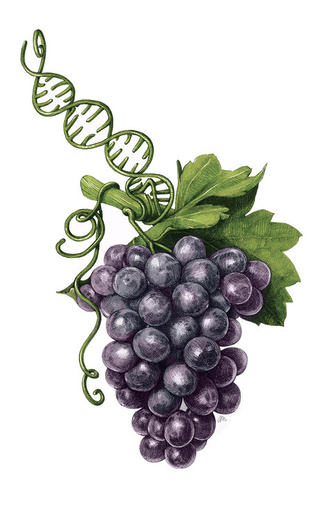 Grapes_lowRes.jpg