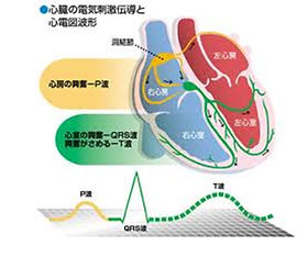 心電図検査 | ECG| CVIC大井町心臓クリニック(医療法人社団CVIC）