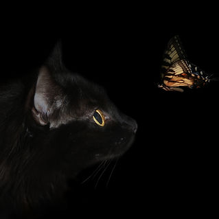 MINIbutterfly_edited.jpg