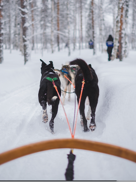 *Coming Soon* Dog Sledding