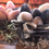 Thumbnail: VELVET EGG IN PASTEL TONES