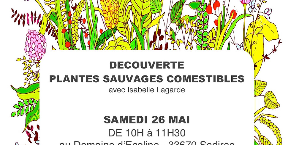 Sortie: Plantes sauvages et comestibles (2)