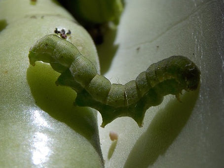 ORUGA
