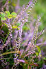 Plants heather.jpg