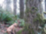 pony big tree.jpg