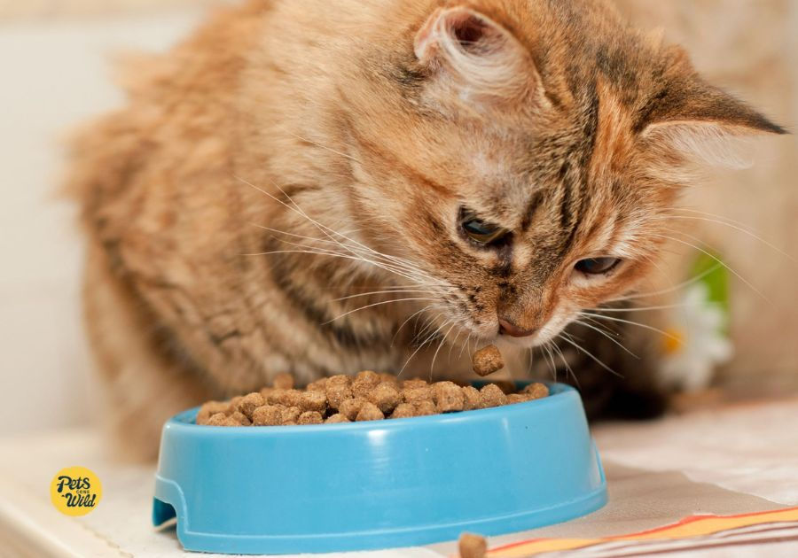 What Are the Top 5 Healthiest Cat Foods?