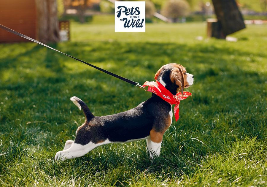 freeze dried bananas for pets