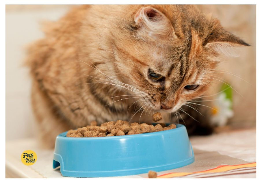 Healthiest Cat Foods?