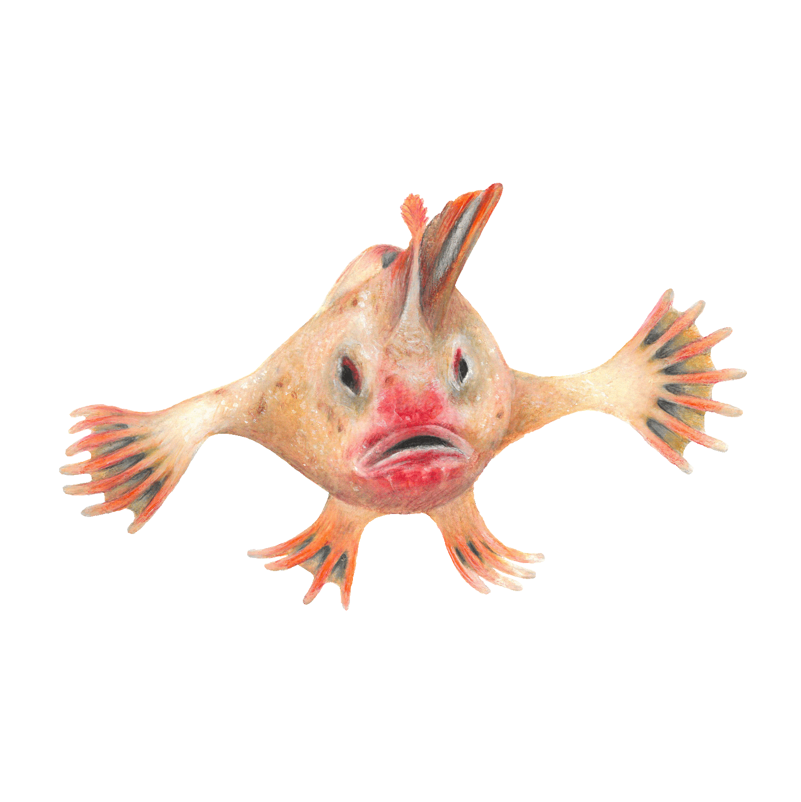 handfish Tasmania