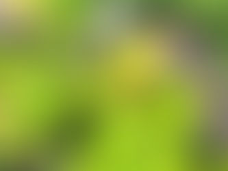 2020-5-13 ヒペリカムの花